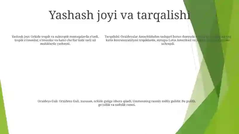 Orxideya Guli 4