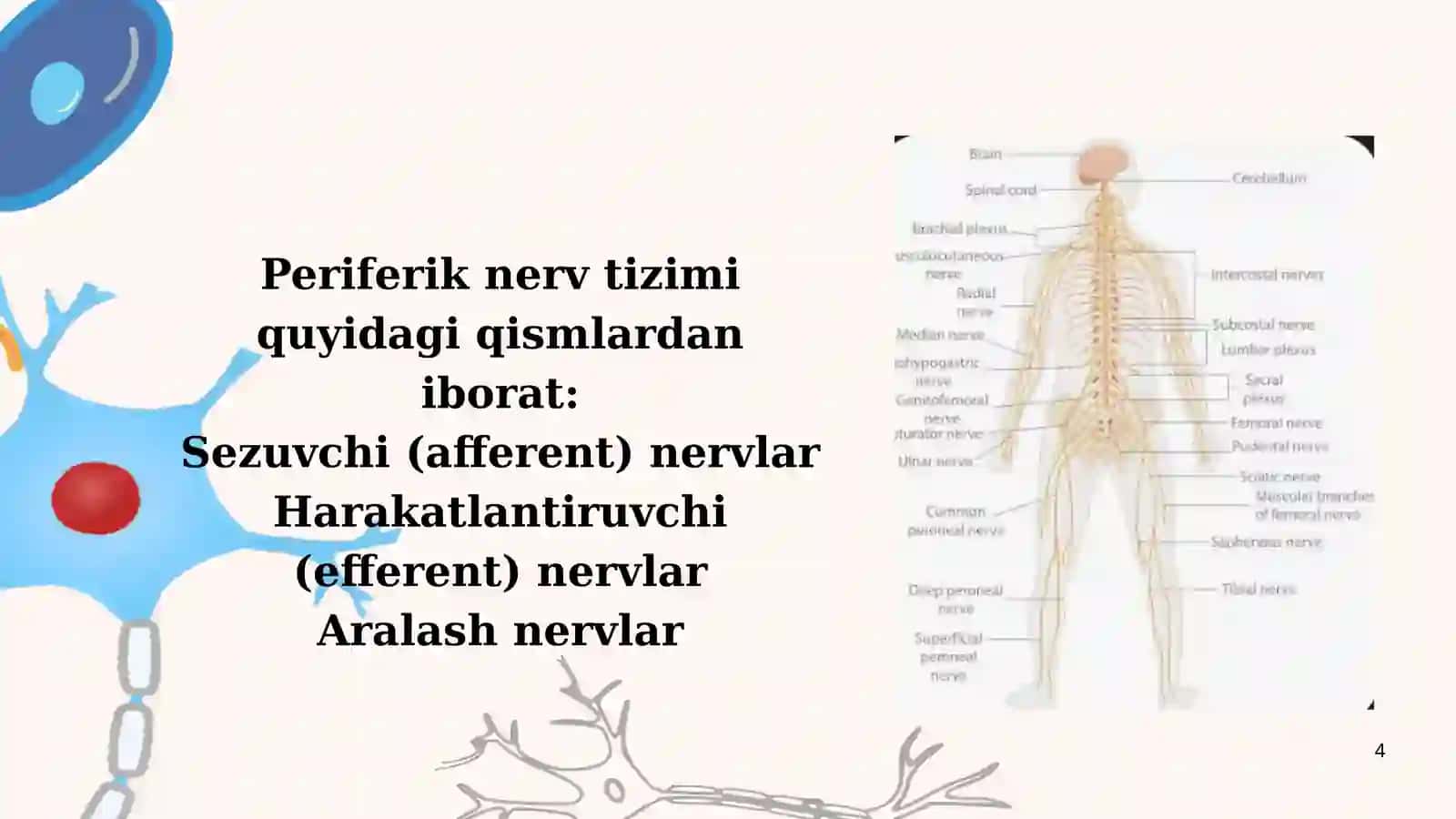 Periferik nerv tizimi va uning rivojlanishi 4