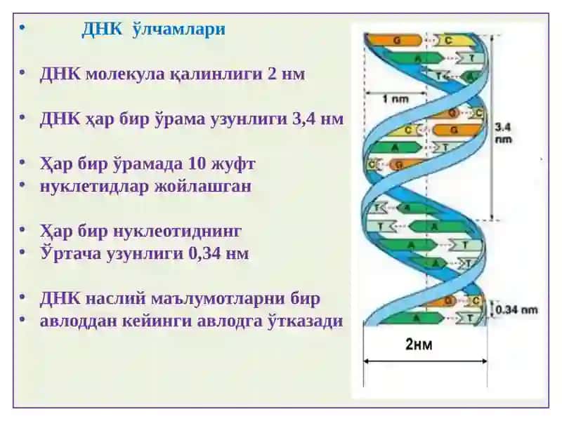ПАТОЛОГИК АНАТОМИЯ 4