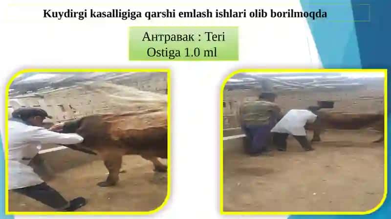 Veterinariya Profilaktikasi va Davolash Taqdimoti 4