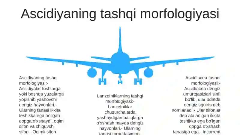 Assidiya Va Lansetniklarning Tuzilishi 4