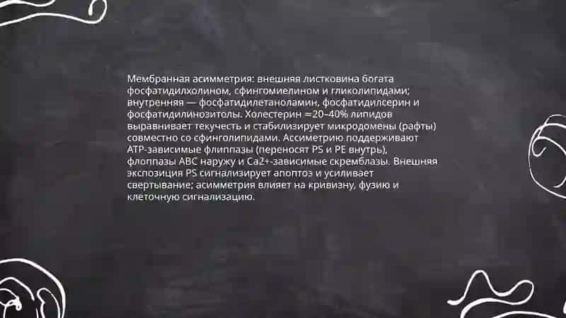 Биология клеток 4