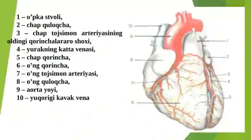 Yurak faoliyatini boshqarilishini o‘zigaxosligi 4