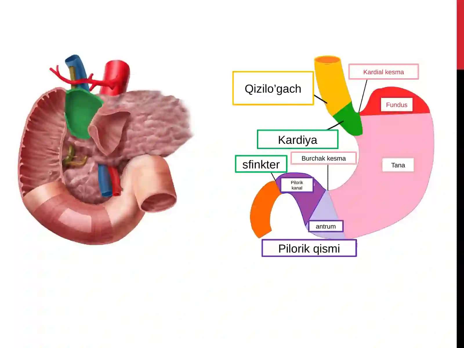 XAZM A’ZOLARI RADIOLOGIYASI 4