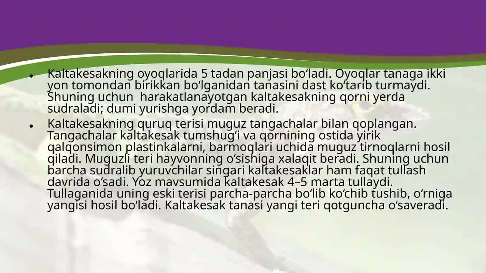 Ildam Kaltakesak 4