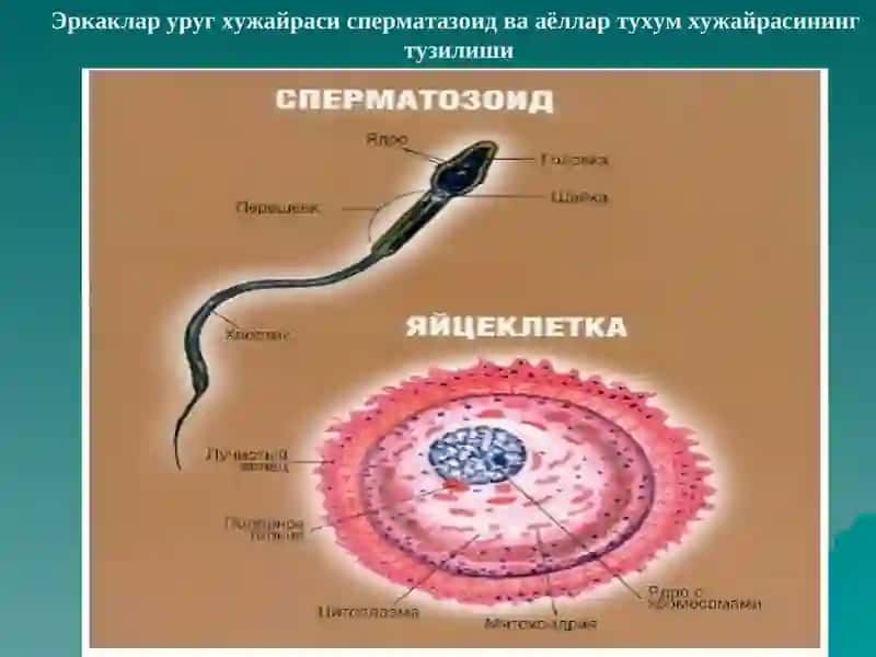 Уруғланиш 4