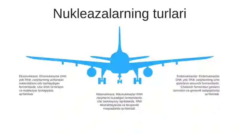 Nukleazalar Va Ulardan Foydalaniladigan Sohalar 4