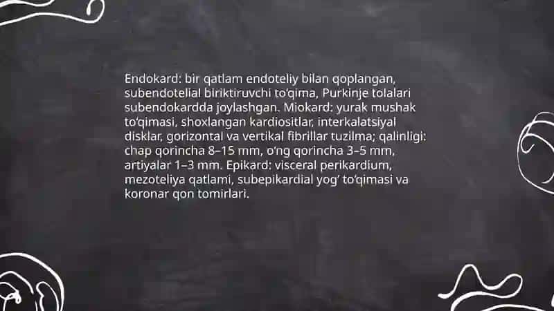 Yurakning morfofunksional tasnifi 4