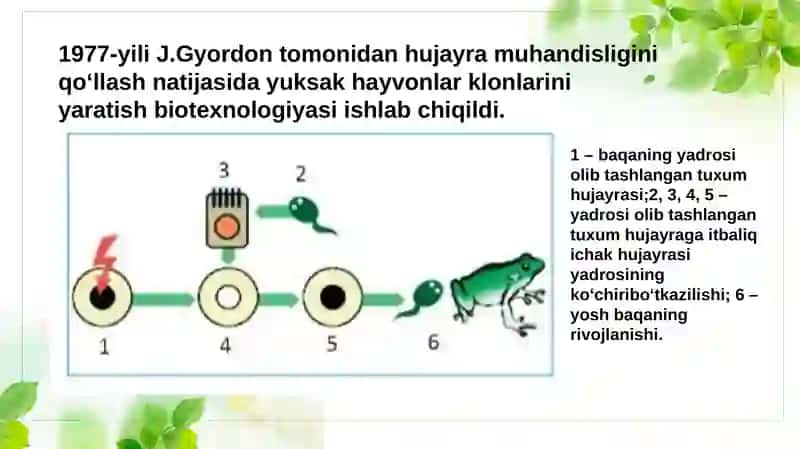 Hayvonlar hujayrasi muhandisligi 4