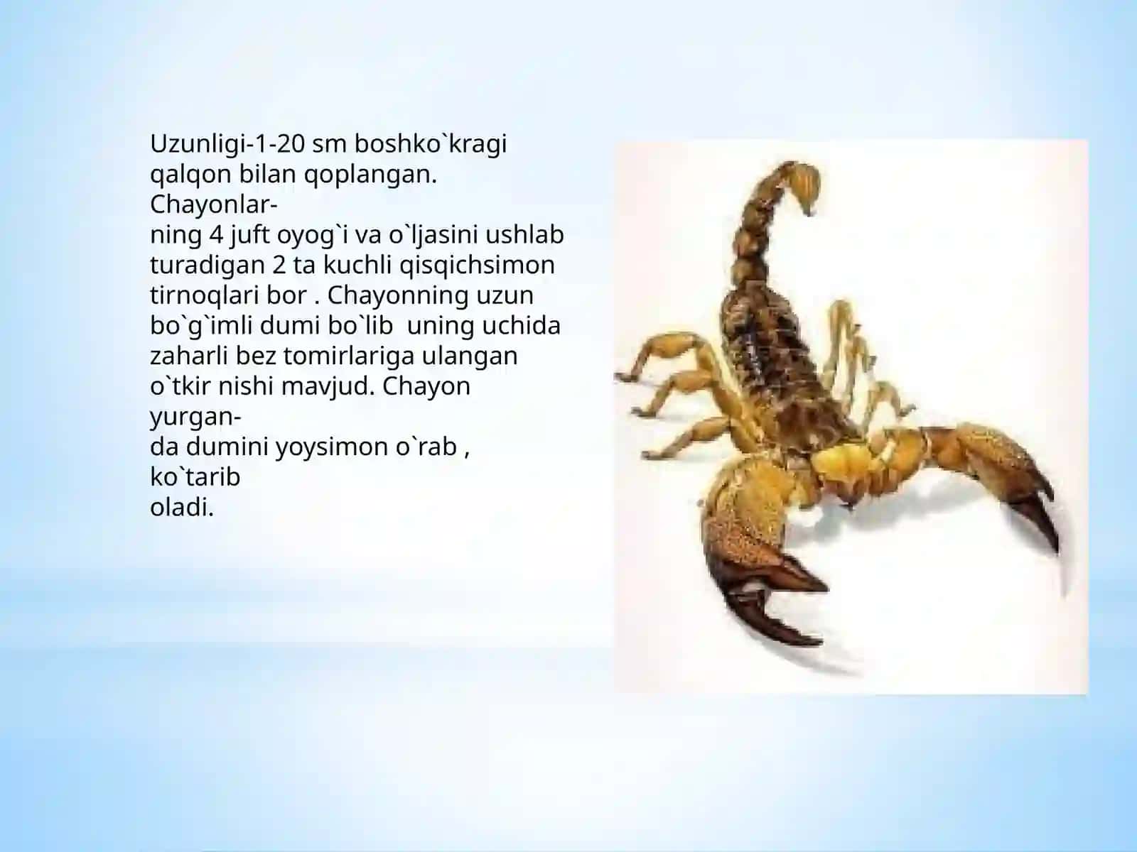 O`zbekistonda darqalgan chayonlar 4