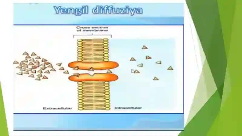 Bakteriyalarning oziqlanishi 4