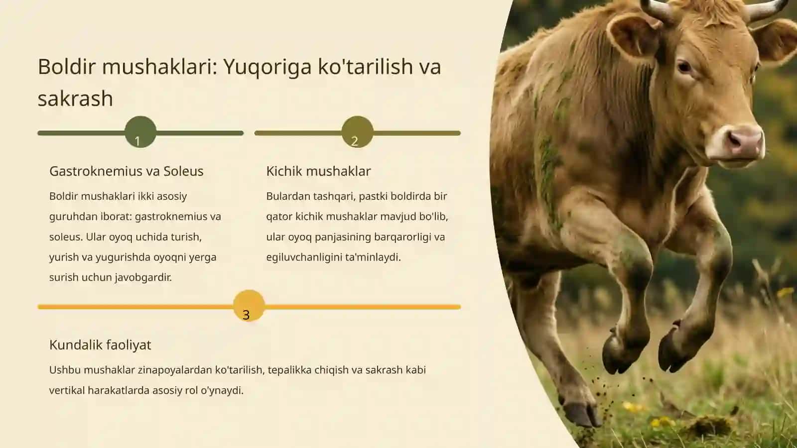 Oyoq Mushaklari: Kuchi va Vazifasi 4