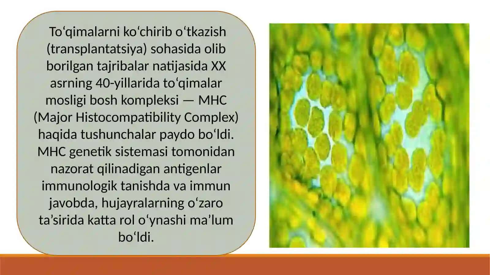 HLA-TIZIMI (MHC-TIZIMI). KOMPLEMENT TIZIMI 4