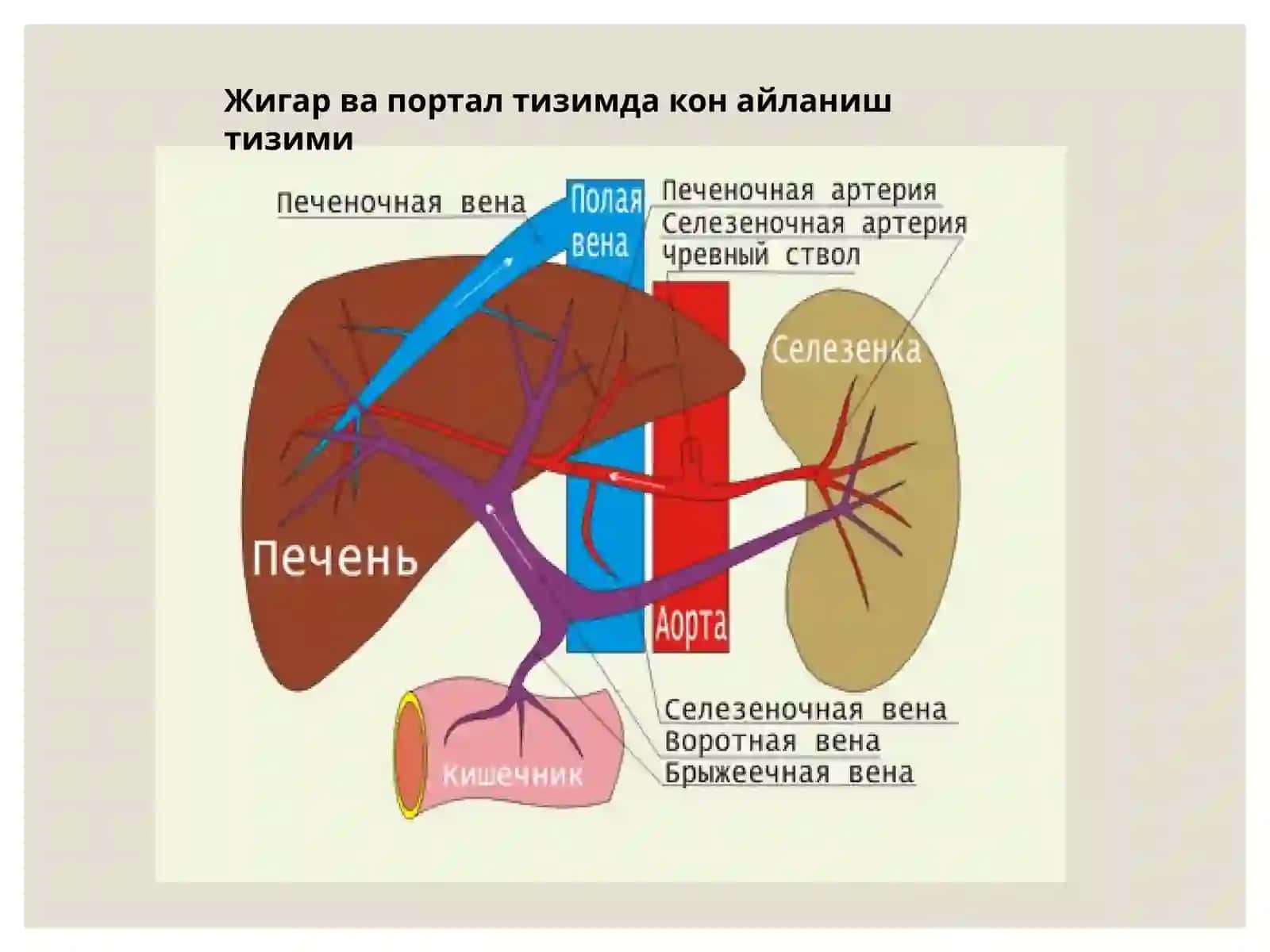Туғма портал гипертензия сабаблари 4