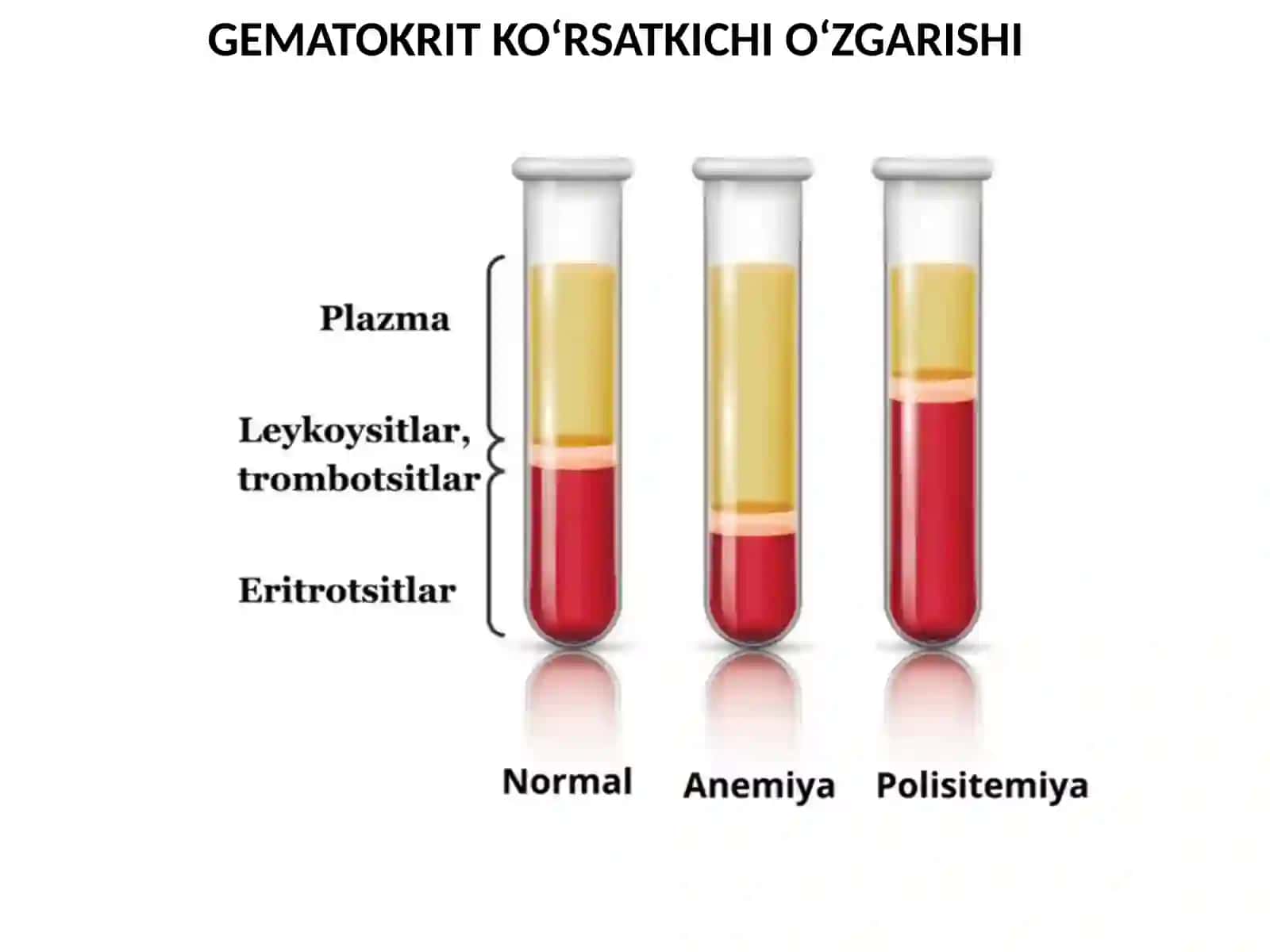 QONFIZIOLOGIYASI 4