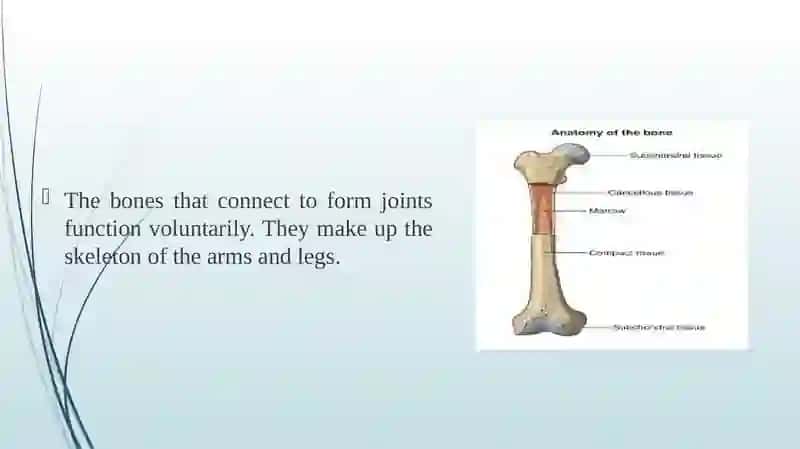 The Skeletal System of a Human Being 4