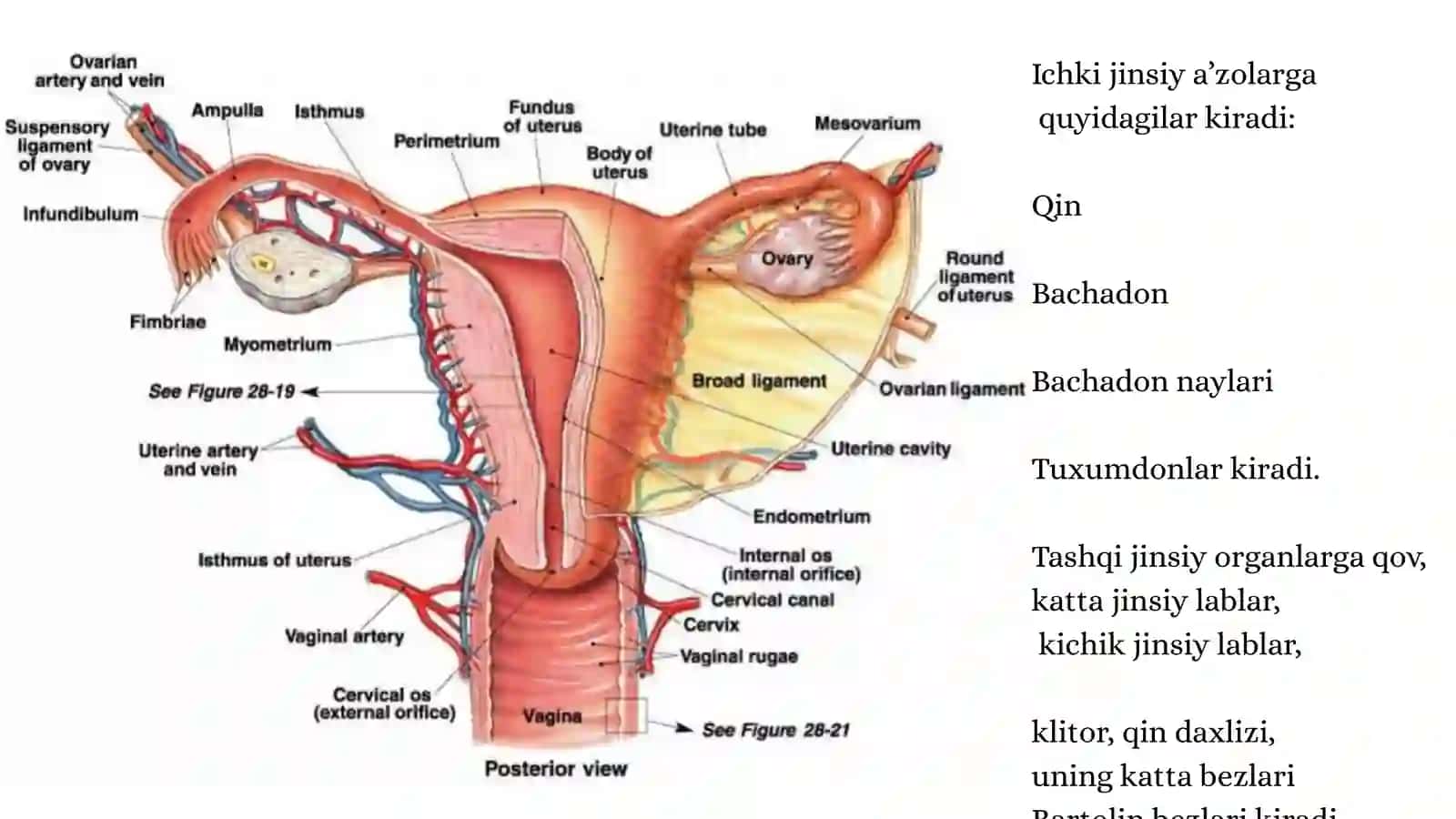 Ayollar jinsiy a'zosini klinik anatomiyasi 4