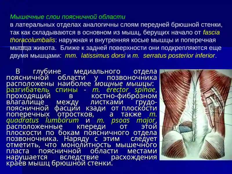 Лекция №9 (4) Хирургическая анатомия 4
