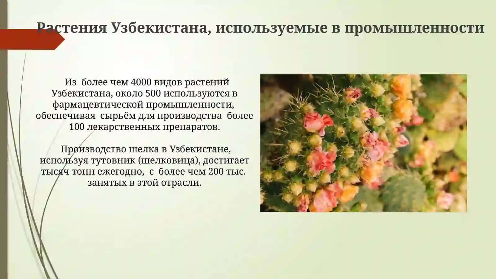 Полезные растения Узбекистана 4