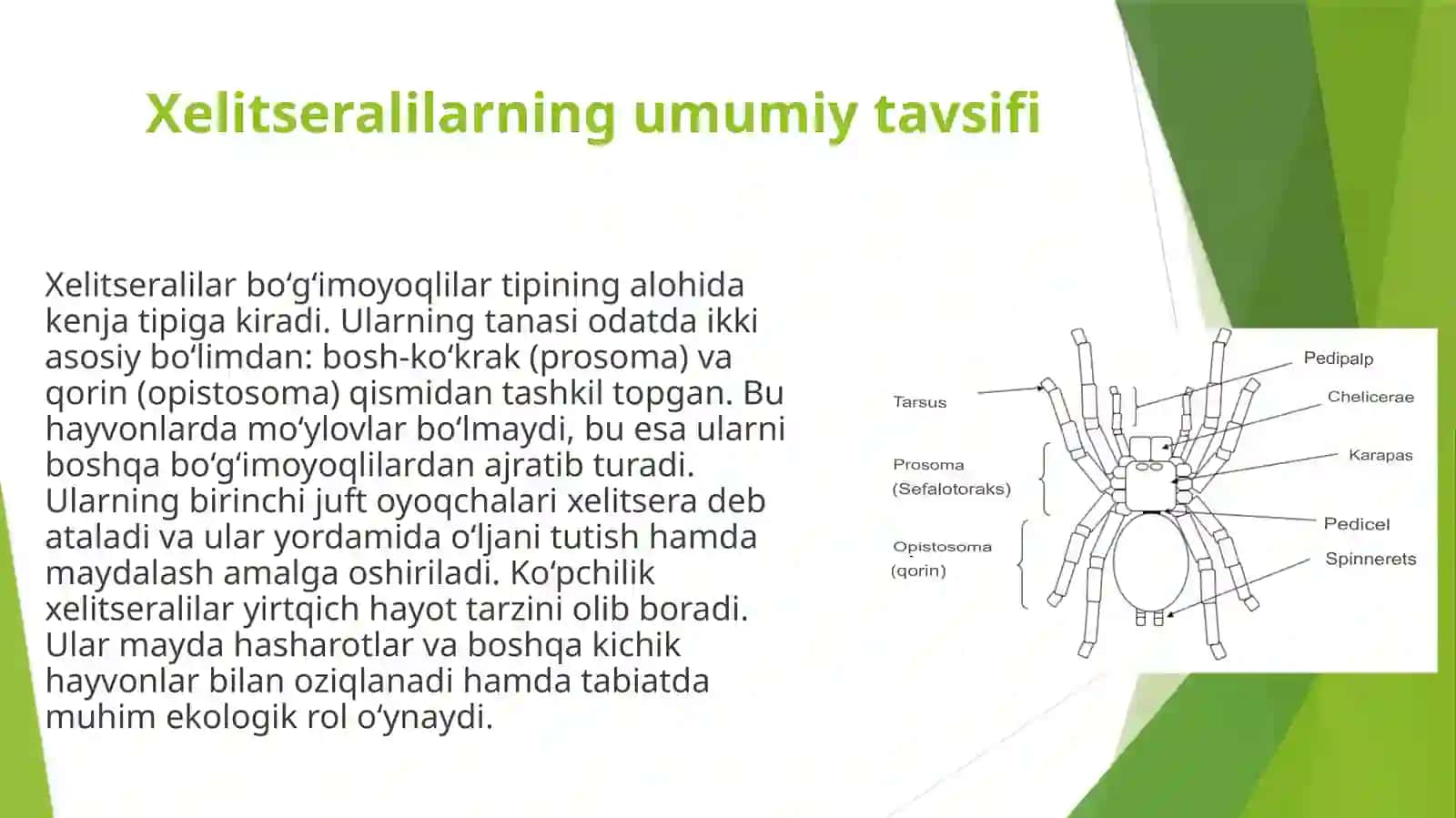 Xelitseralilar (Chelicerata) ning umumiy ta'rifi 4