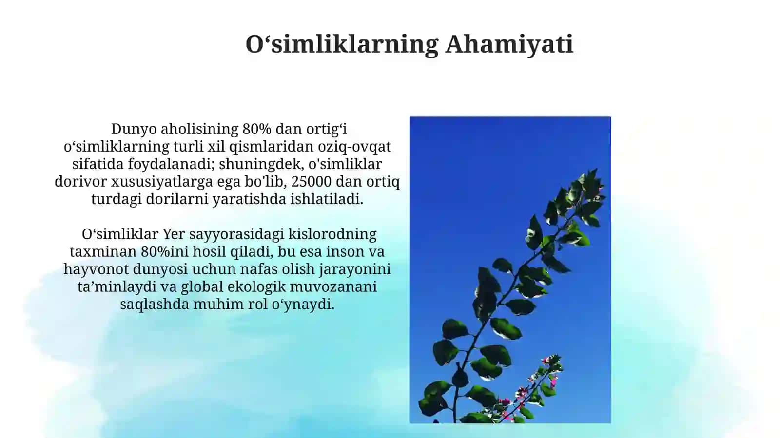 Oʻsimliklarning Tashqi Tuzilishi 4