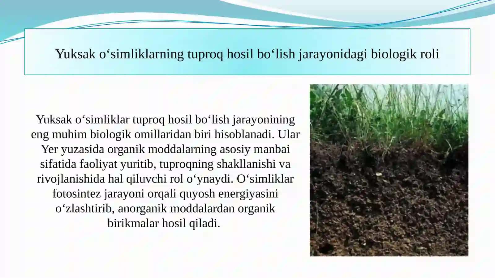 Tuproqpaydobo‘lishidayuksako‘simliklarningroli 4