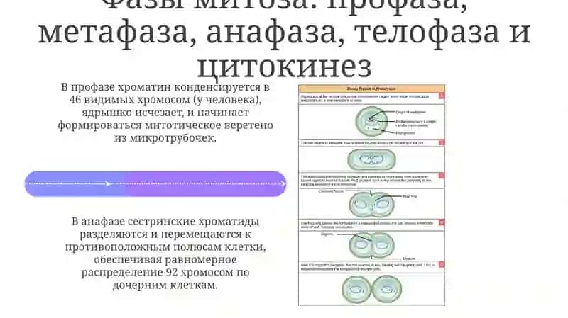 Митоз соматических клеток: Фазы и регуляция 4