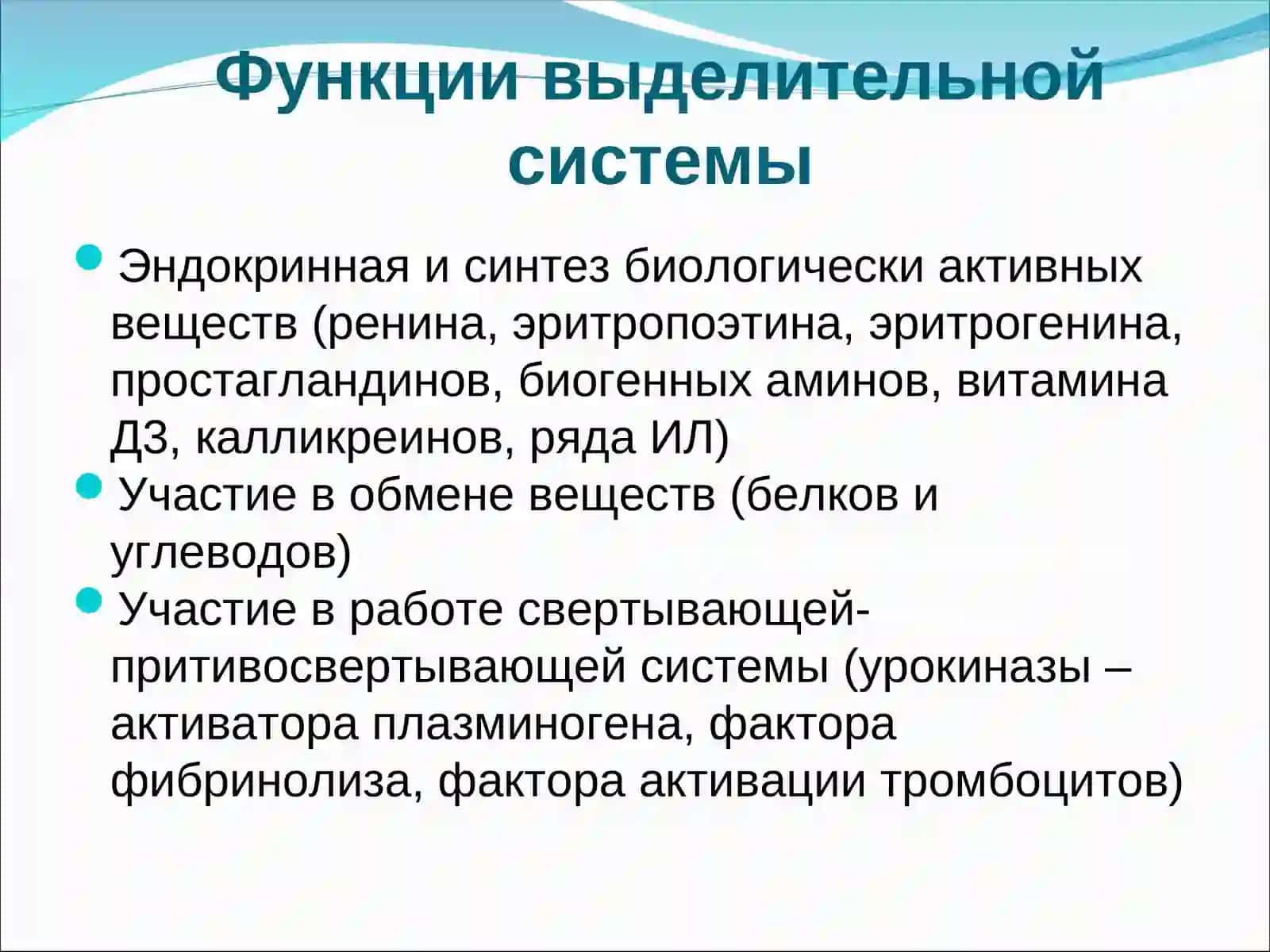 Мочевыделительная система 4