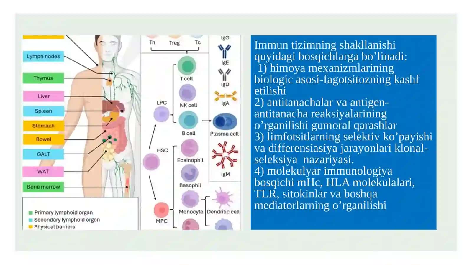 Immunitet Nazariyasi 4