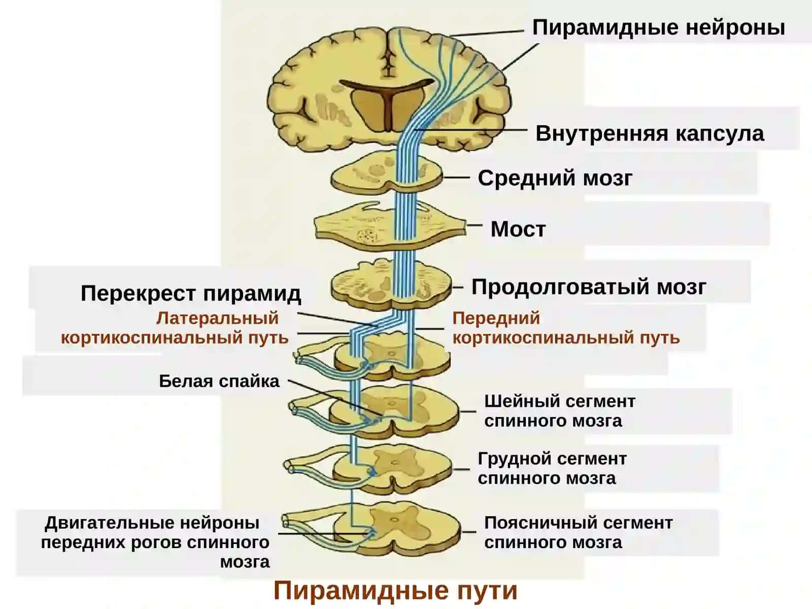 ПАТОФИЗИОЛОГИЯ НЕРВНОЙ СИСТЕМЫ 4