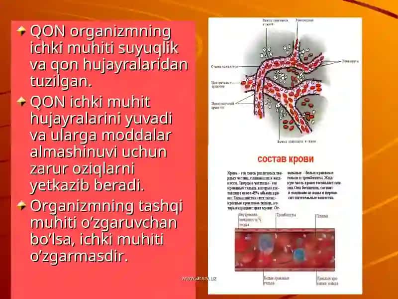 QON FIZIOLOGIYASI 4