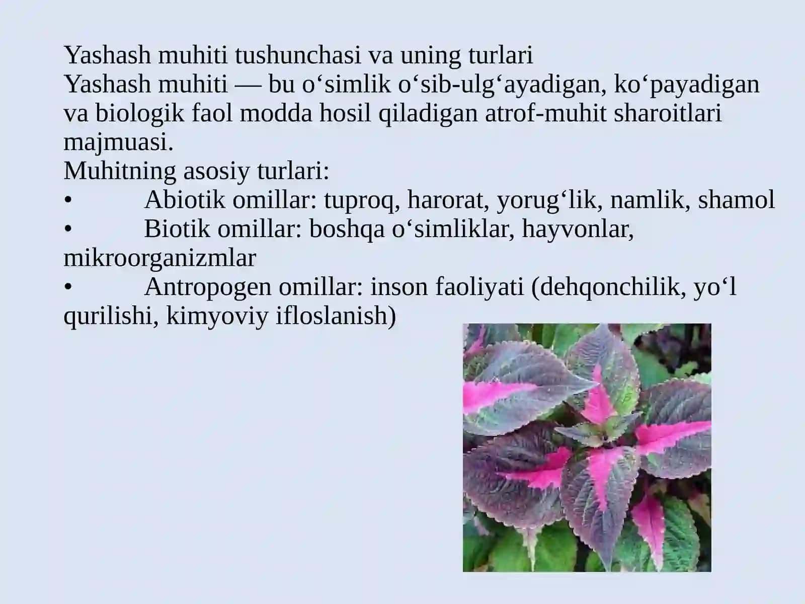 Dorivor o‘simliklar va ularning yashash muhiti 4