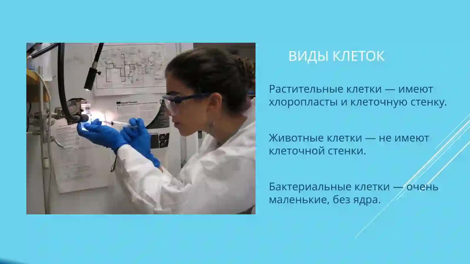 Роль биологии в изучении клетки 4