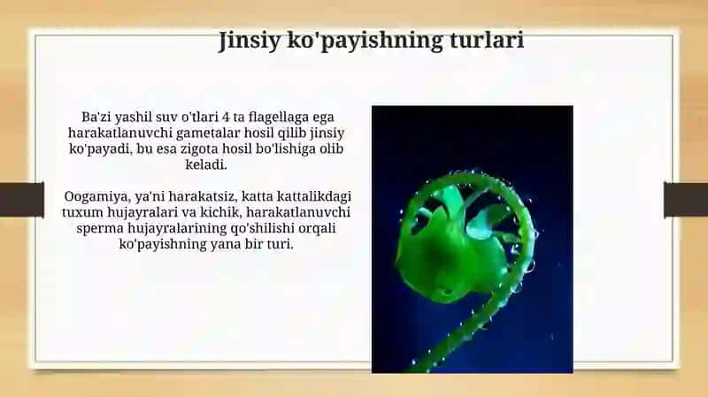 Zigota va uning rivojlanishi 4