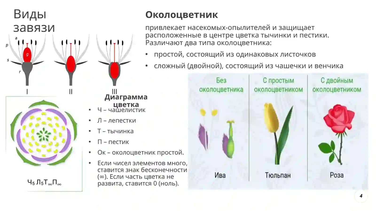 ЧЕТВЕРТЫЙ РАЗДЕЛ БОТАНИКИ 4