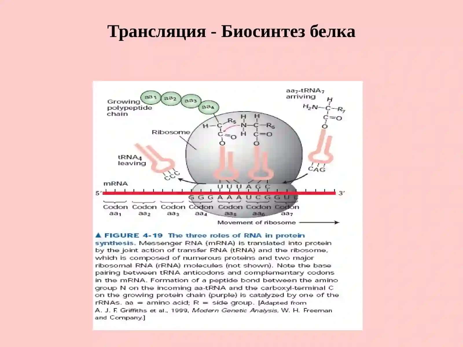 Молекулярная биология 4