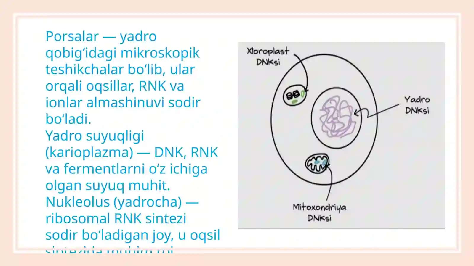 Yadro, xromosoma, uning tuzilishi va tarkibi 4