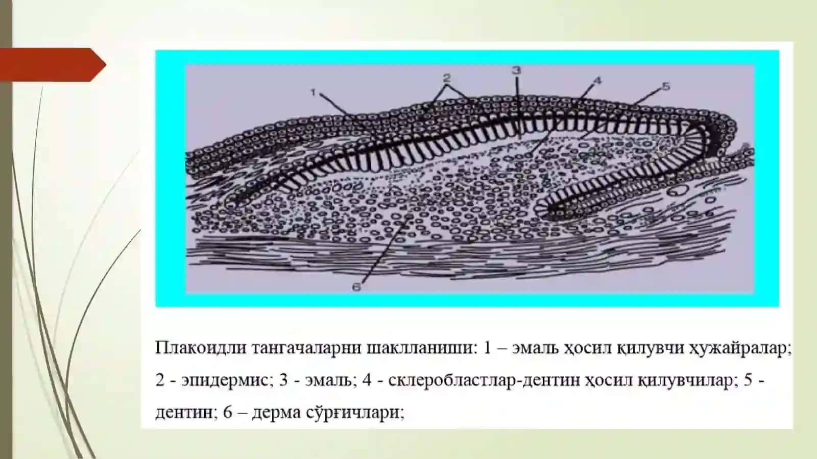 QoplovchivaTayanchharakattizimiontofilogenezi 4