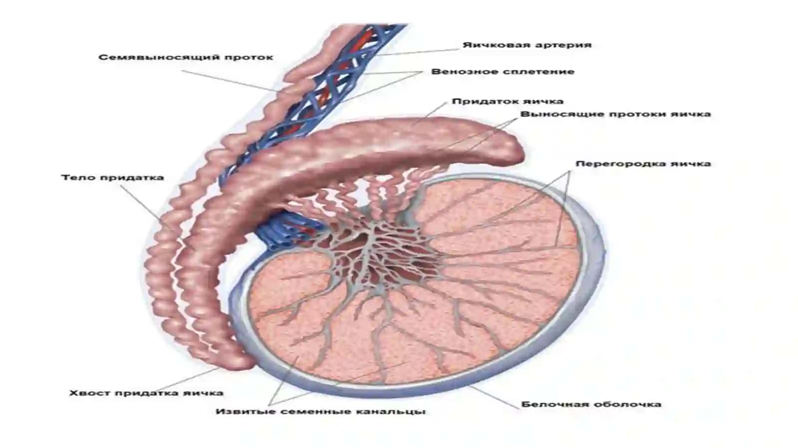 Urugʻhujayralarningkoʻpayishivaspermatogenez 4