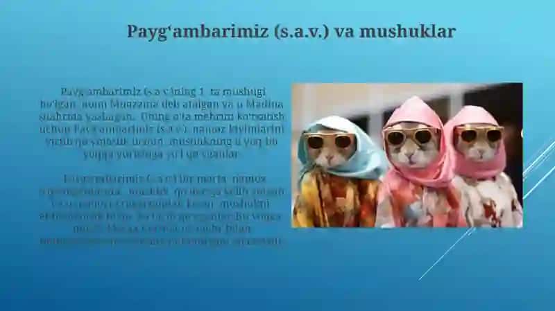 Mushuklar haqida 4