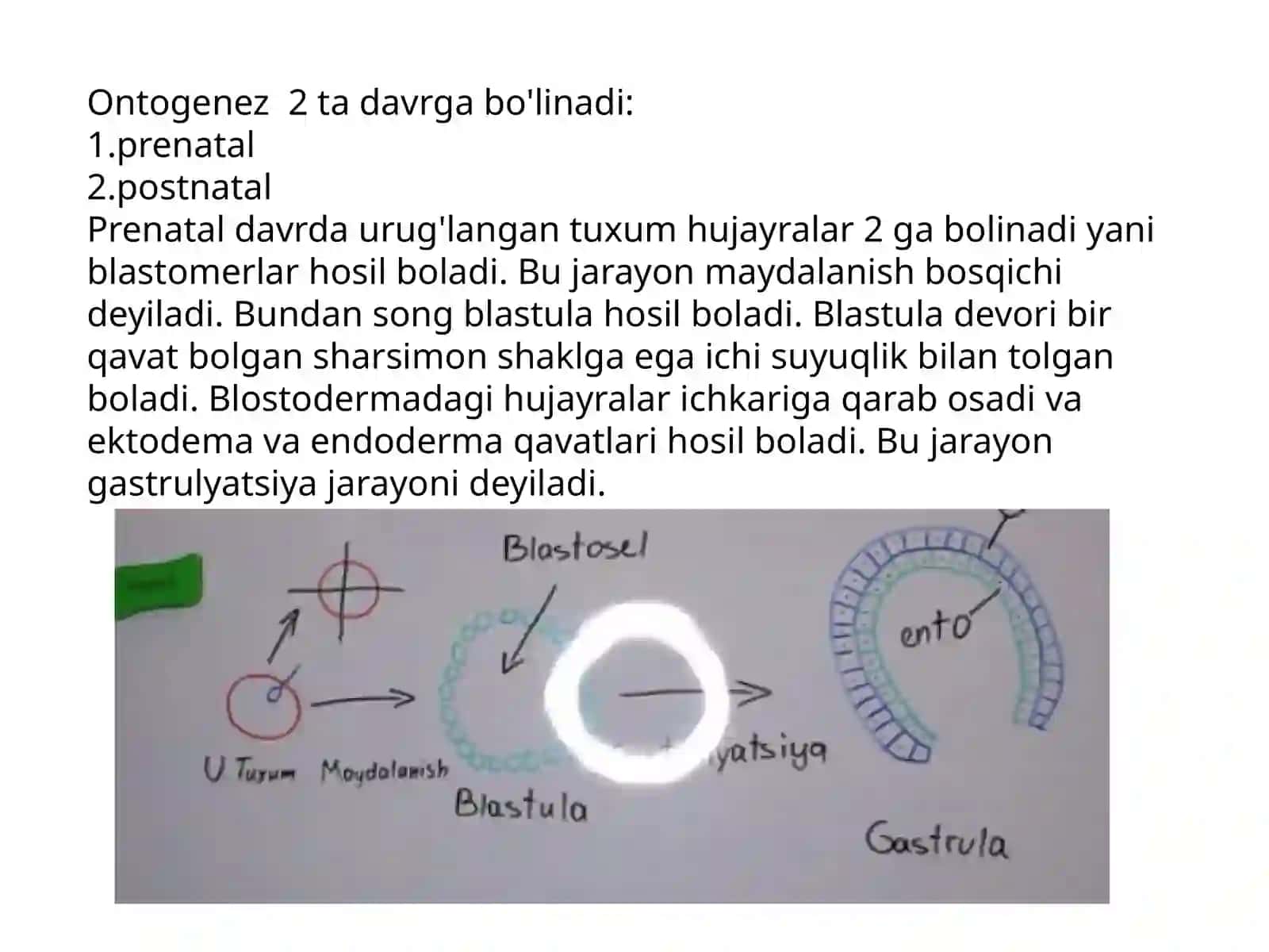 Nervsistemasi ontogenezi 4