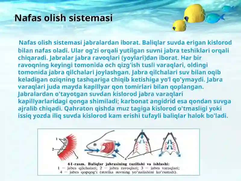 Baliqlarning ichki tuzilishi 4