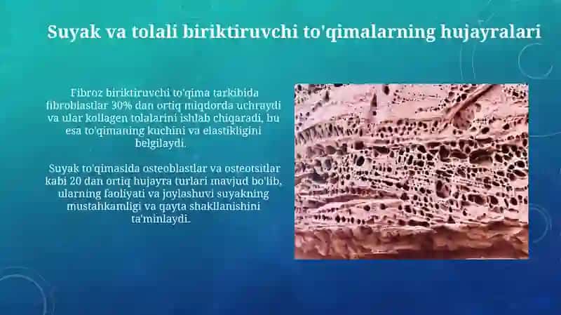 Suyak va tolali biriktiruvchi toʻqimalar 4