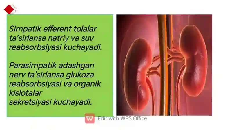 Buyraklar faoliyatining boshqarilishi 4