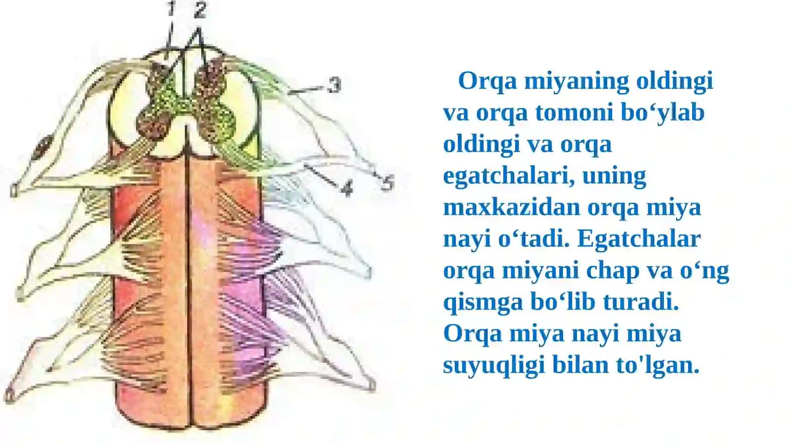 Orqamiyaning tuzilishi va funksiyasi 4