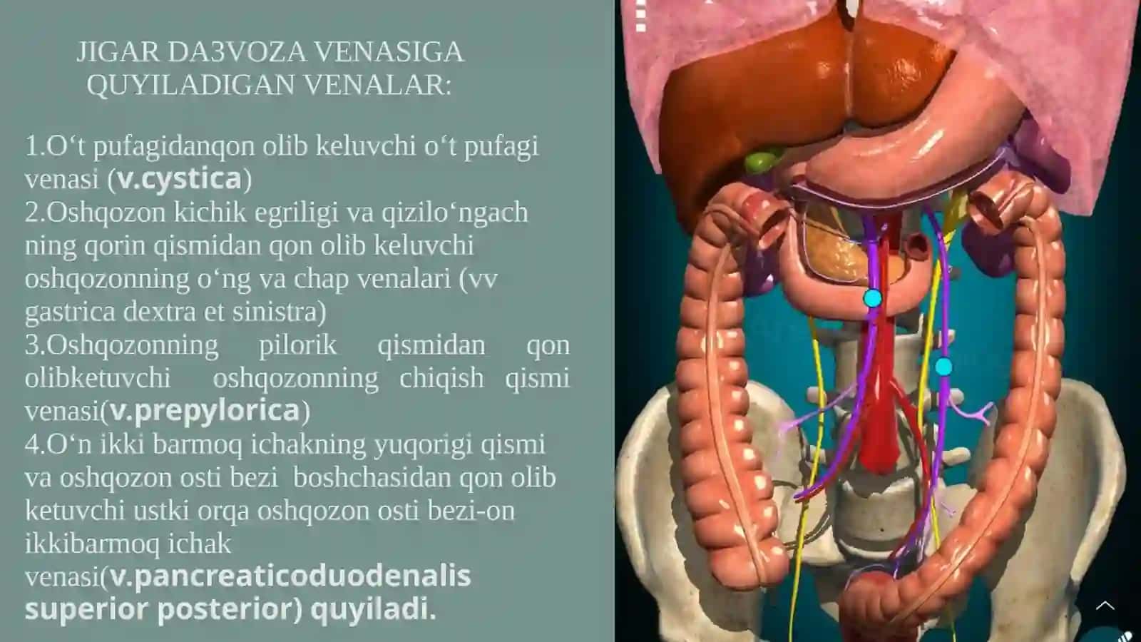 Darvoza vena tizim 4