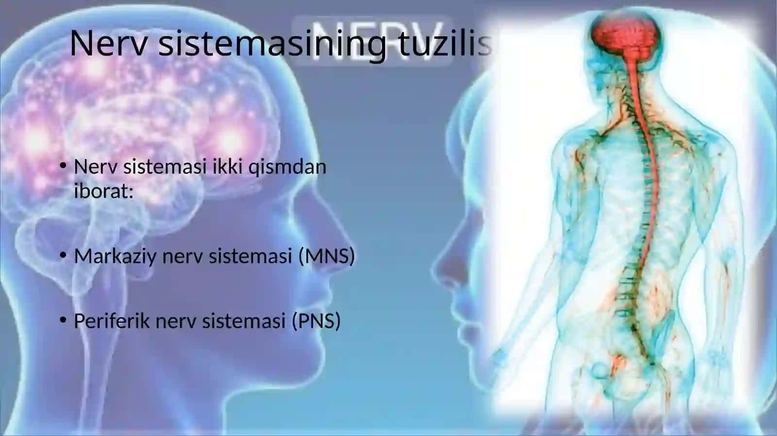 Nervsistemasi 4