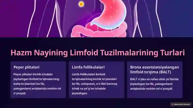 Limfoid To'qimalarning Tuzilishi 4