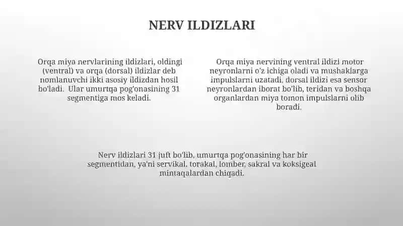 Orqa miya nervlarini hosil boʻlishi 4