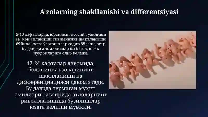 Odamlarning embriologik rivojlanishi 4